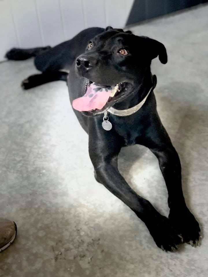 Adopt a friend: Bubba